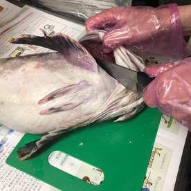 魚の捌き方 カジカ編 鍋にぴったりの北海道の魚 レシピ 作り方 By りゆうの最北投資ブログ運営中 楽天レシピ 魚の捌き方 カジカ編 鍋にぴったりの北海道の魚 レシピ 作り方 By りゆうの最北投資ブログ運営中 楽天レシピ